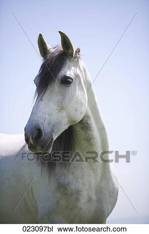 portrait of white horse View Large Photo Image Stock Image - portrait of white horse. Fotosearch
