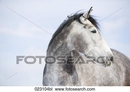 portrait of white horse View Large Photo Image Stock Image - portrait of white horse. Fotosearch