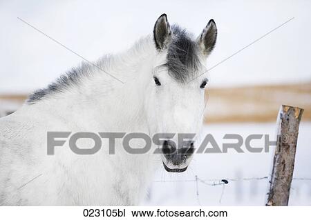 portrait of white horse View Large Photo Image Stock Image - portrait of white horse. Fotosearch