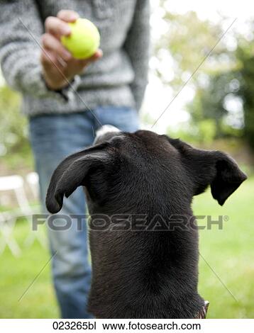 rear vieew of black dog waiting for ball to be thrown View Large Photo Image Stock Image - rear vieew of black dog waiting for ball to be thrown. Fotosearch