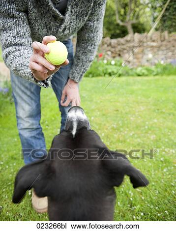 rear vieew of black dog waiting for ball to be thrown View Large Photo Image Stock Image - rear vieew of black dog waiting for ball to be thrown. Fotosearch