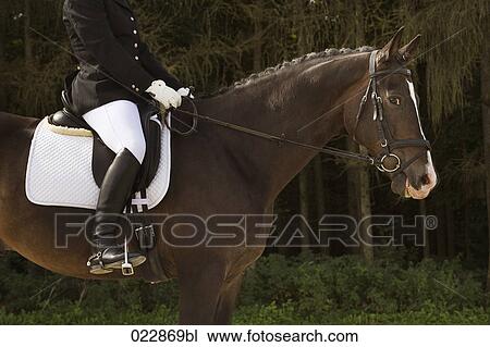 side view of dressage horse with rider View Large Photo Image Stock Image - side view of dressage horse with rider. Fotosearch