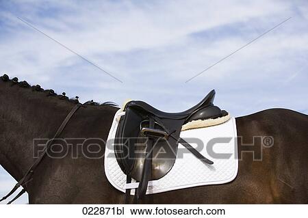 side view of saddled horse View Large Photo Image Stock Image - side view of saddled horse. Fotosearch