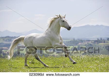 white horse running on meadow View Large Photo Image Stock Image - white horse running on meadow. Fotosearch