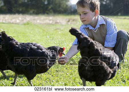 Stock Image - young boy feeding chicken. Fotosearch