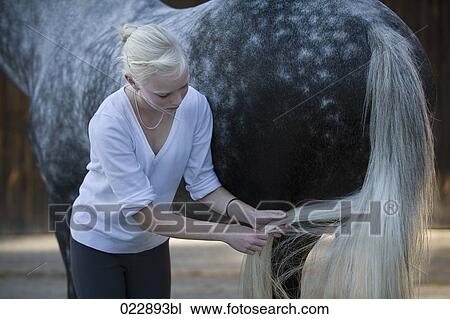 young girl braiding tail of white horse View Large Photo Image Stock Image - young girl braiding tail of white horse. Fotosearch