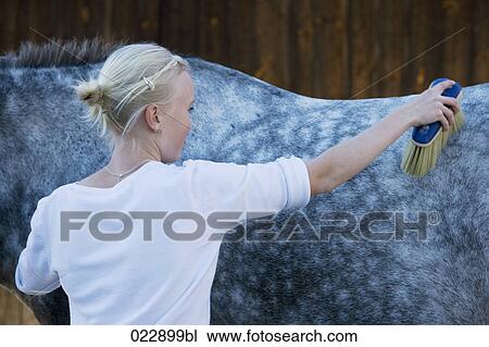 Stock Image - young girl brushing white horse. Fotosearch