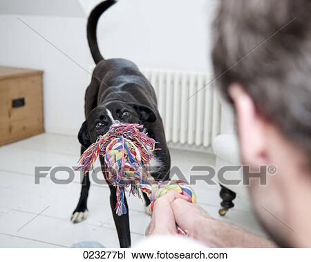 young man and black dog playing View Large Photo Image Stock Image - young man and black dog playing. Fotosearch