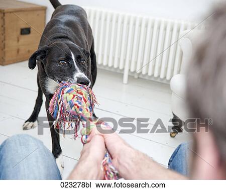 young man and black dog playing View Large Photo Image Stock Image - young man and black dog playing. Fotosearch