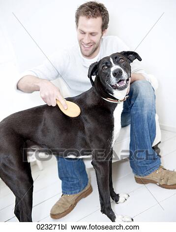 young man cleaning his dog with brush View Large Photo Image Stock Image - young man cleaning his dog with brush. Fotosearch