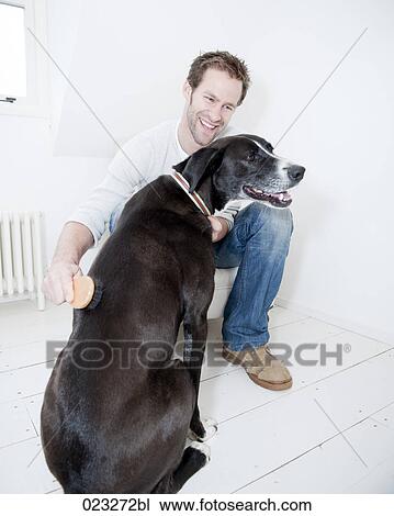 young man cleaning his dog with brush View Large Photo Image Stock Image - young man cleaning his dog with brush. Fotosearch