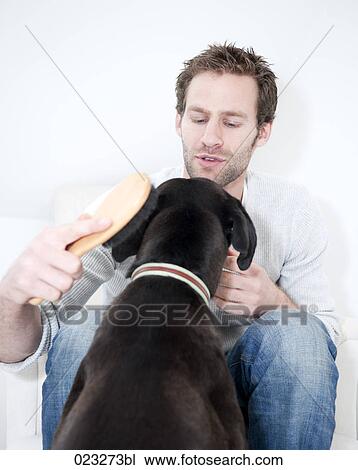 young man cleaning his dog with brush View Large Photo Image Stock Image - young man cleaning his dog with brush. Fotosearch