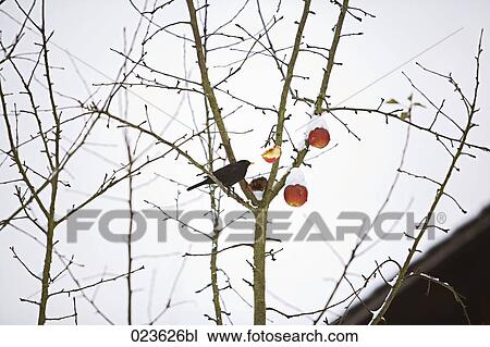 blackbird feeding on apples in winter View Large Photo Image Stock Image - blackbird feeding on apples in winter. Fotosearch