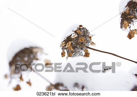 blossoms on bush in winter View Large Photo Image Stock Image - blossoms on bush in winter. Fotosearch