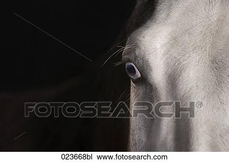 Stock Image - detail of horse head. Fotosearch