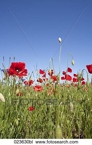 Stock Image - poppies growing in summer. Fotosearch