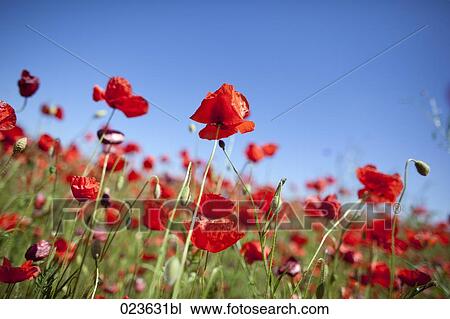 Stock Image - poppies growing in summer. Fotosearch