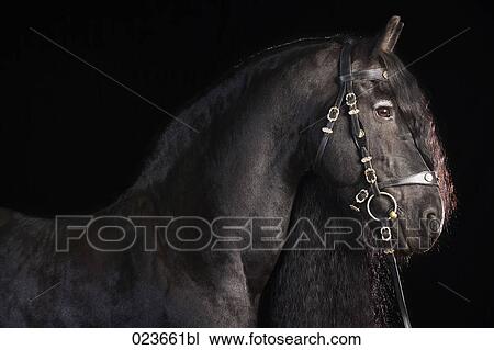 portrait of black horse with long mane View Large Photo Image Stock Image - portrait of black horse with long mane. Fotosearch