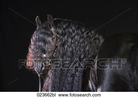portrait of black horse with long mane View Large Photo Image Stock Image - portrait of black horse with long mane. Fotosearch