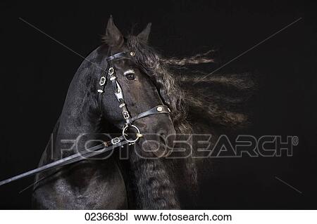 portrait of black horse with long mane View Large Photo Image Stock Image - portrait of black horse with long mane. Fotosearch