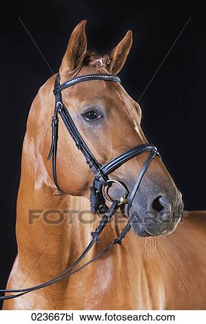 portrait of brown horse View Large Photo Image Stock Image - portrait of brown horse. Fotosearch