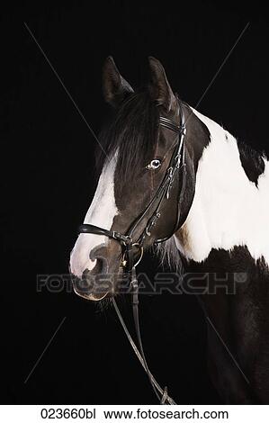 portrait of skewbald horse View Large Photo Image Stock Image - portrait of skewbald horse. Fotosearch