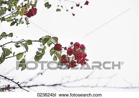 Stock Image - red blossoms on bush in winter. Fotosearch