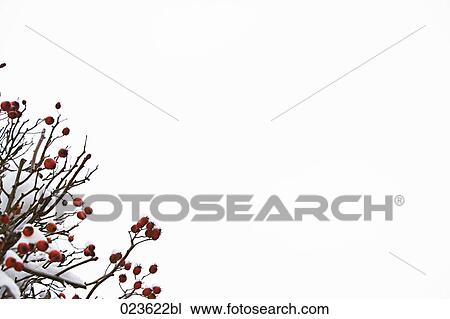 red fruits on bush in winter View Large Photo Image Stock Image - red fruits on bush in winter. Fotosearch