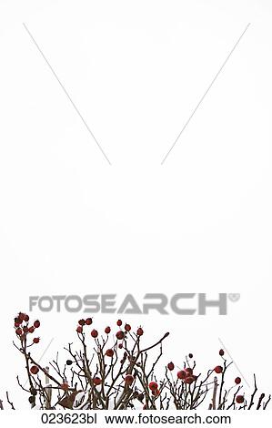 red fruits on bush in winter View Large Photo Image Stock Image - red fruits on bush in winter. Fotosearch