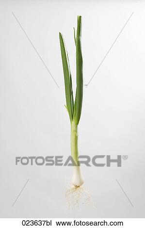 scallion View Large Photo Image Stock Image - scallion. Fotosearch