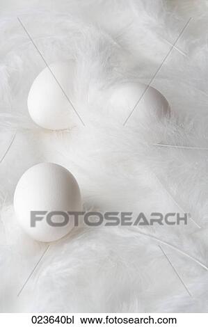 still life of three eggs on feathers View Large Photo Image Stock Image - still life of three eggs on feathers. Fotosearch