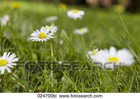 close-up of daisies View Large Photo Image Stock Image - close-up of daisies. Fotosearch