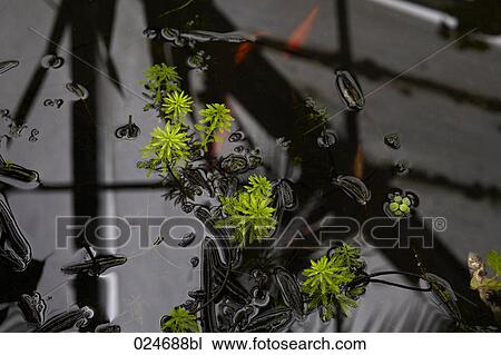 close-up of plants on water of pond View Large Photo Image Stock Image - close-up of plants on water of pond. Fotosearch