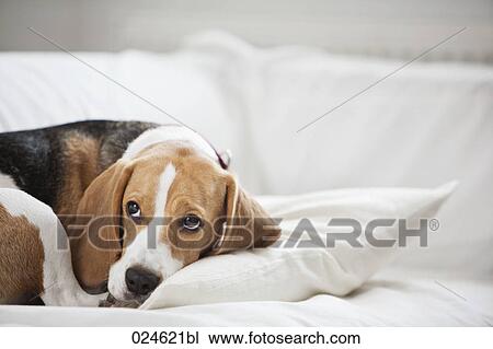 dog lying on sofa at home View Large Photo Image Stock Image - dog lying on sofa at home. Fotosearch