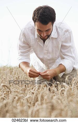 Stock Image - farmer in field checking crop. Fotosearch