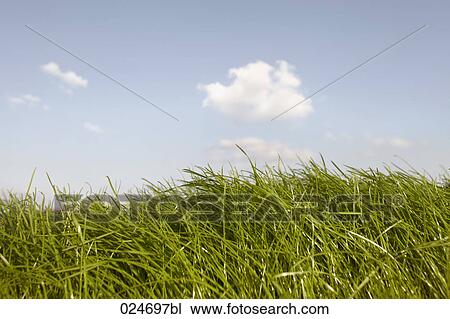 green meadow in summer View Large Photo Image Stock Image - green meadow in summer. Fotosearch