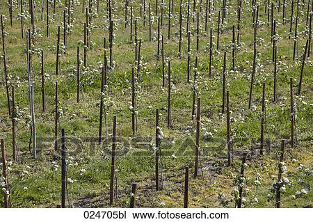 Stock Image - little trees growing in field. Fotosearch