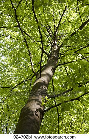 Stock Image - low angle view of tree. Fotosearch