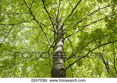 Stock Image - low angle view of tree. Fotosearch