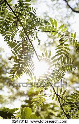 sun shining through tree leaves View Large Photo Image Stock Image - sun shining through tree leaves. Fotosearch
