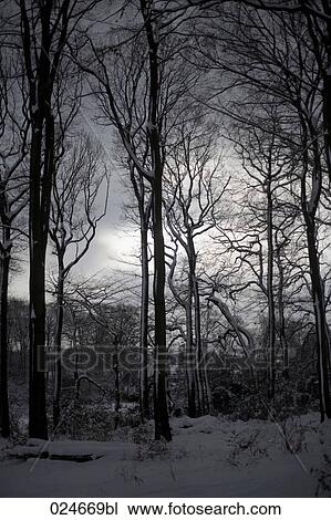 trees in winter View Large Photo Image Stock Image - trees in winter. Fotosearch