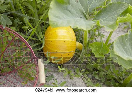 basket and yellow squash View Large Photo Image Stock Image - basket and yellow squash. Fotosearch