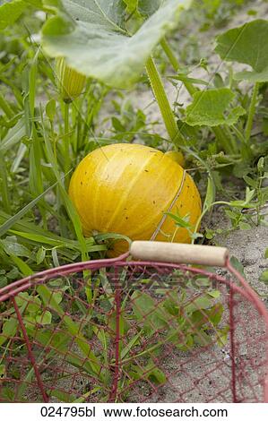 Stock Image - basket and yellow squash. Fotosearch