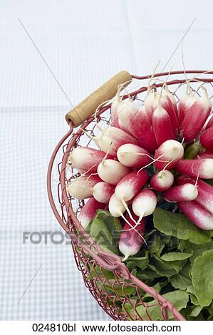 basket filled with radishes View Large Photo Image Stock Image - basket filled with radishes. Fotosearch