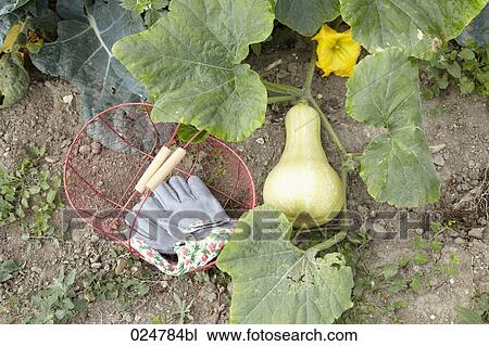 basket work gloves and squash View Large Photo Image Stock Image - basket work gloves and squash. Fotosearch
