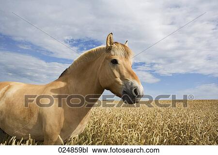 broewn horse in front of field View Large Photo Image Stock Image - broewn horse in front of field. Fotosearch