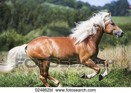 Stock Image - brown horse running. Fotosearch
