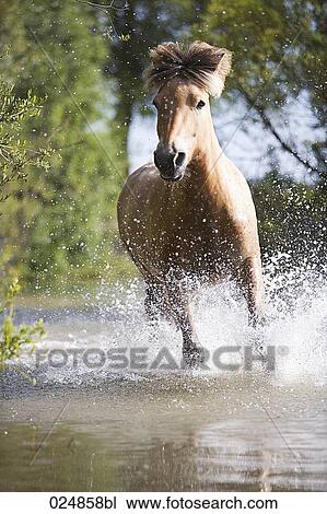 brown horse running through water View Large Photo Image Stock Image - brown horse running through water. Fotosearch