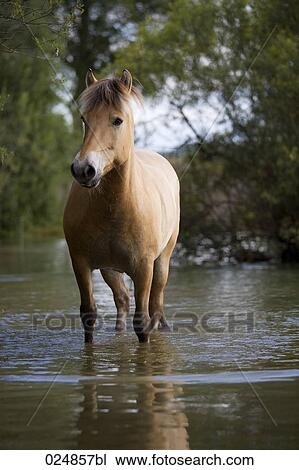 brown horse standing in water View Large Photo Image Stock Image - brown horse standing in water. Fotosearch