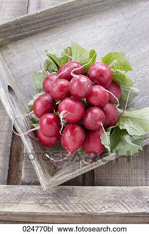 Stock Image - bunch of red radishes on tray. Fotosearch